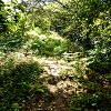 Plants: image 62 Of 208 Thumb